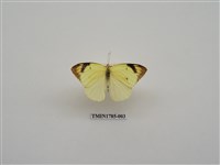 藏品(南非蝴蝶(一))的圖片